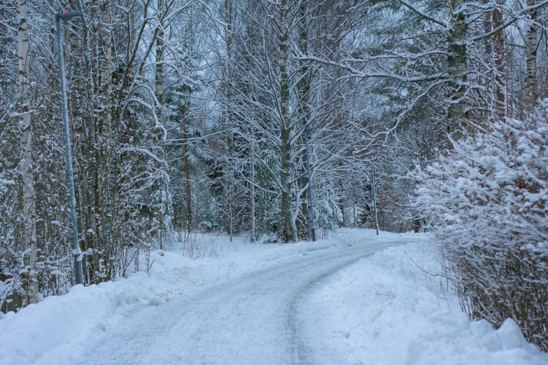 a path leads through the snow next to a grove