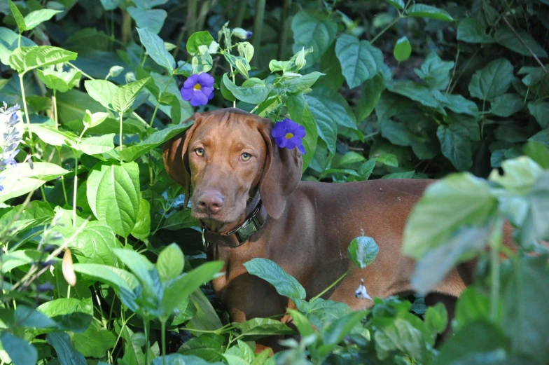 the brown dog is looking into the camera