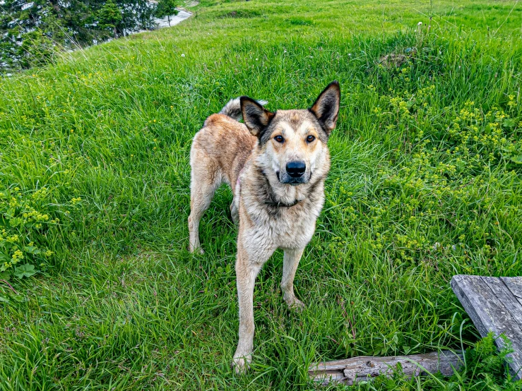 a dog that is standing in the grass