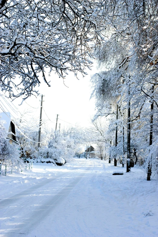 snowy road next to a residential home with snow covered trees