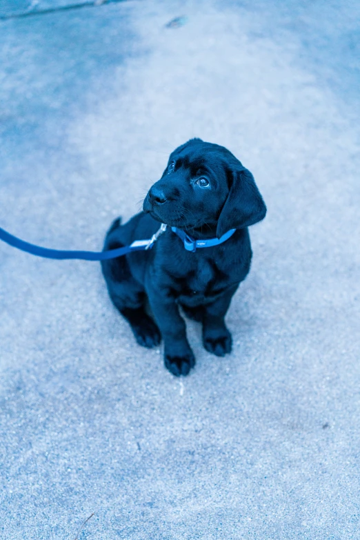 black puppy tied to blue leash on cement