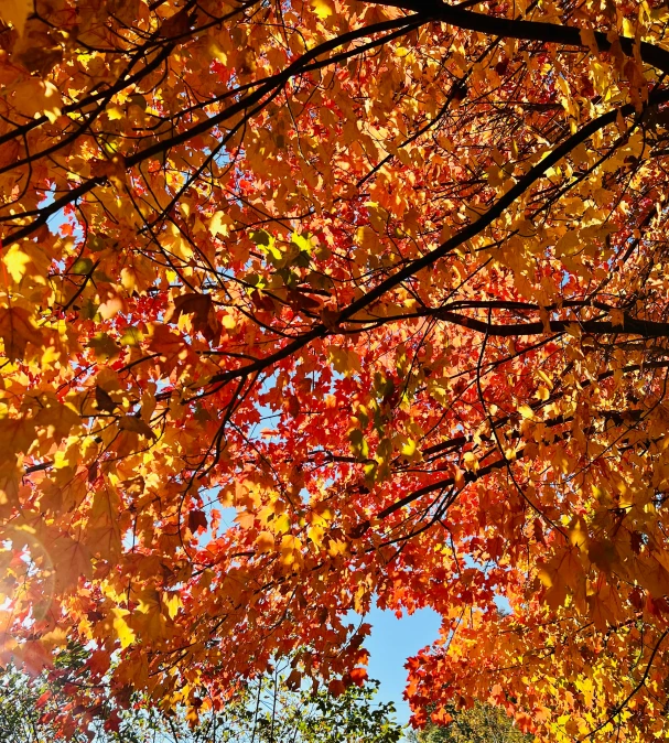 a large tree with leaves on the nches and its bright yellow and red color