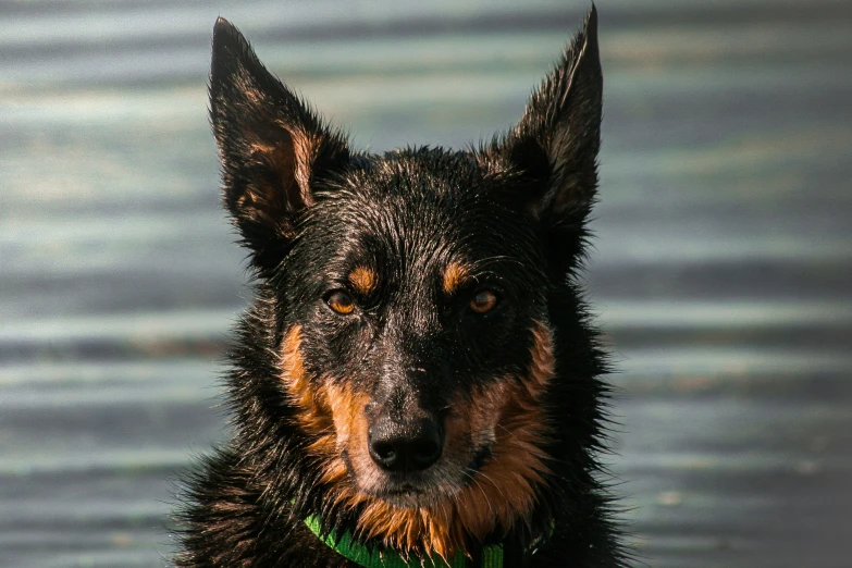 a close up po of a wet dog near the water