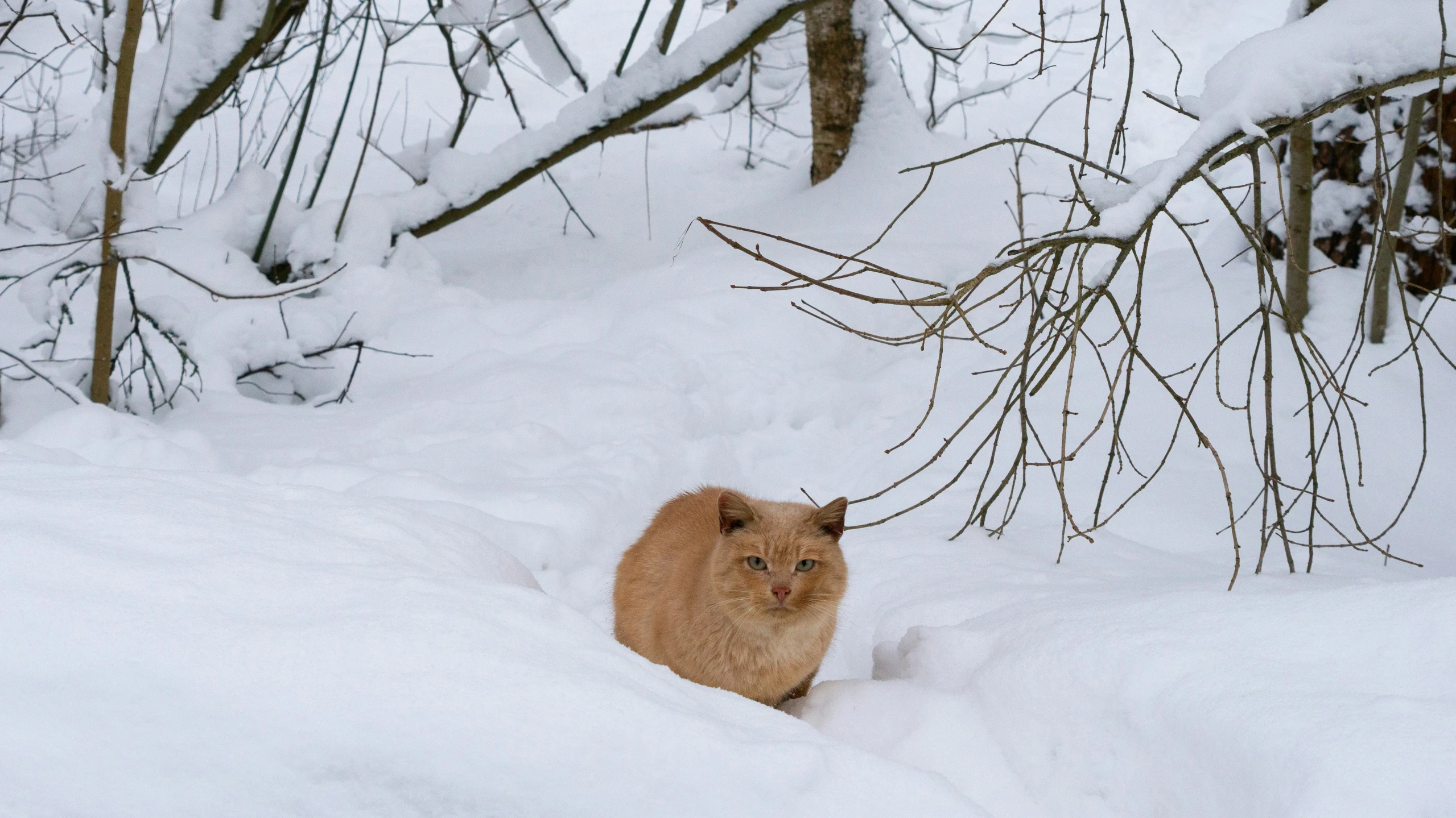 an orange cat sitting in the snow by trees