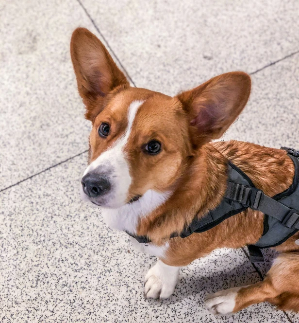 a dog sitting on the ground wearing a harness