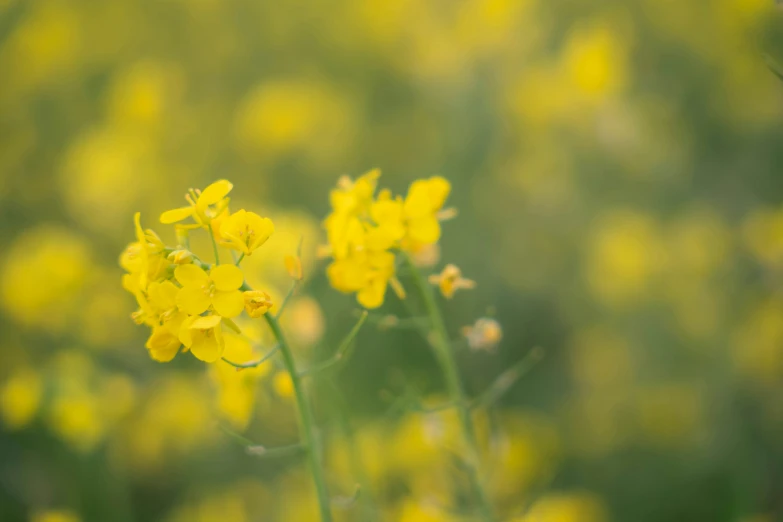 small yellow flowers stand out in a field