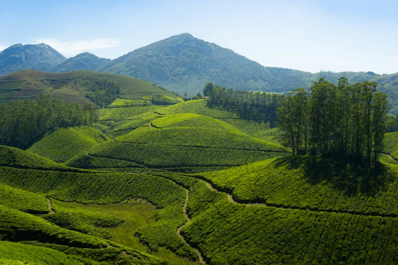 a very green hillside with some trees on it