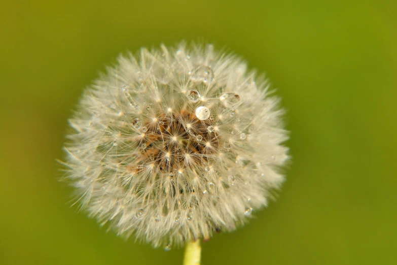 a single dandelion on top of a green flower