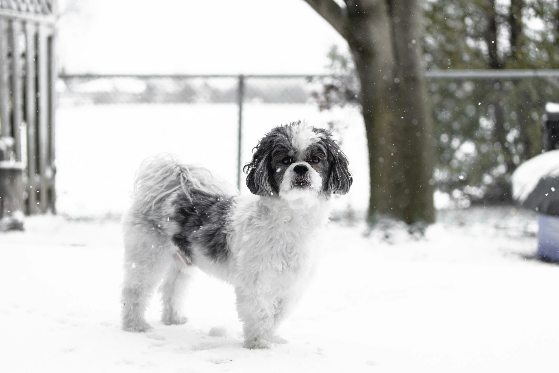 the dog is standing outside in the snow