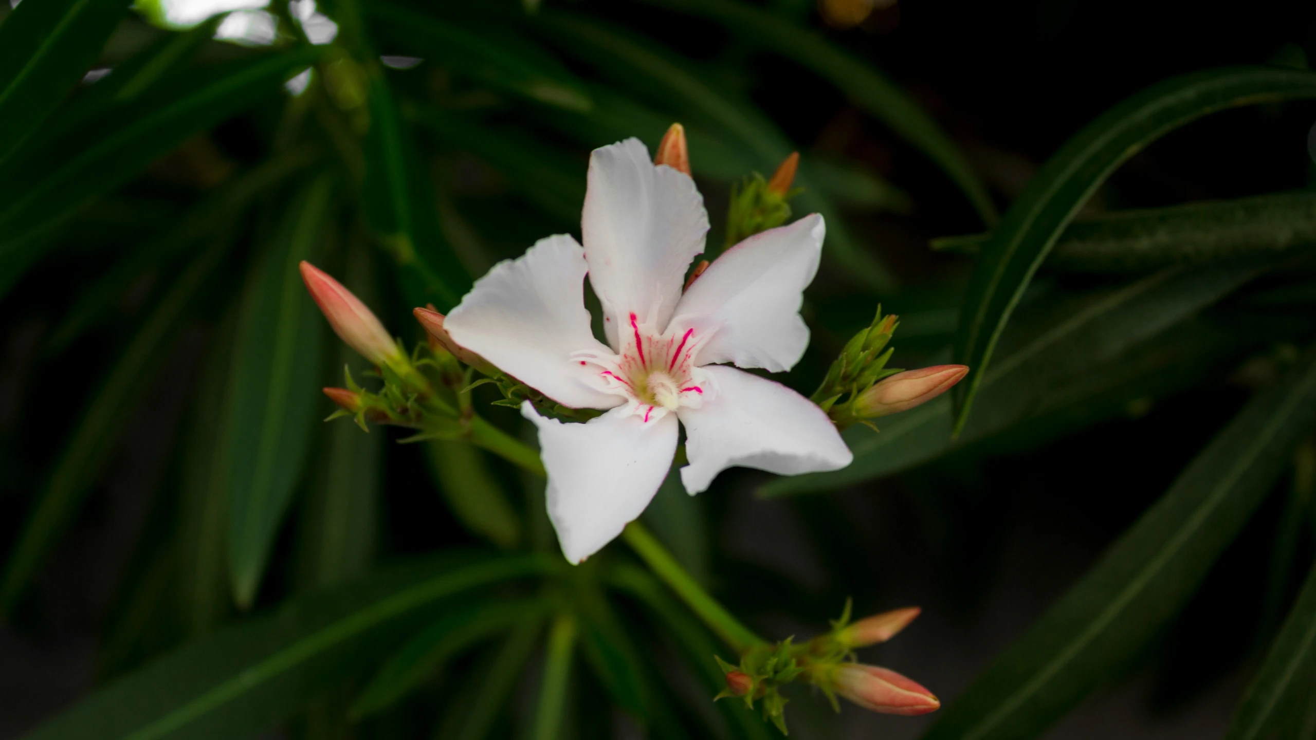 white and red flower with leaves around it