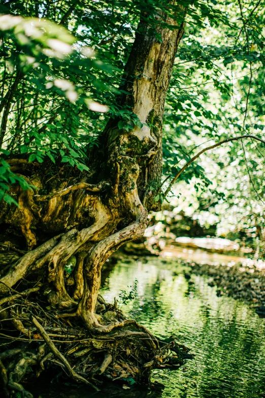 a small stream running through a lush green forest