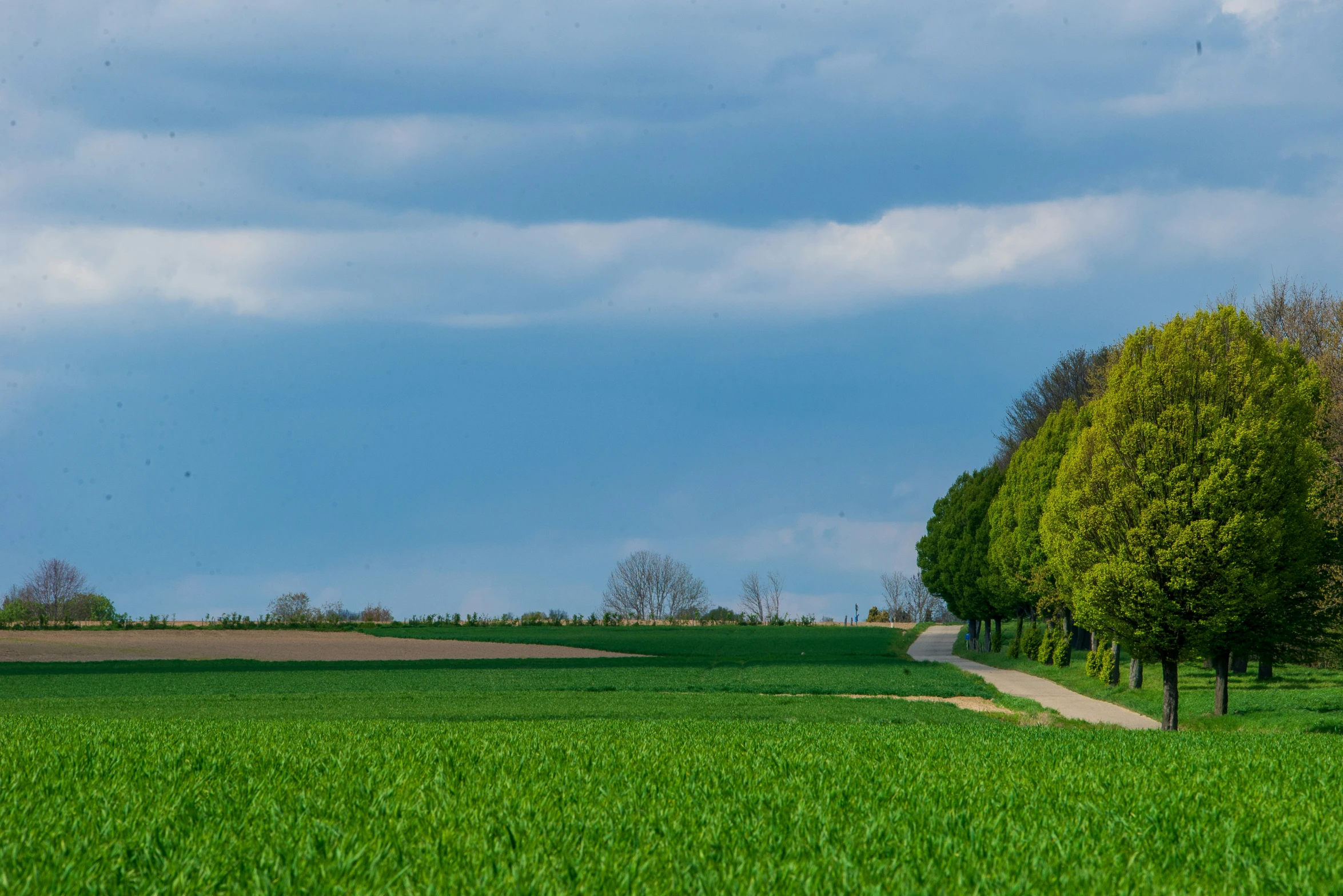 trees and some grass are on the side of a road