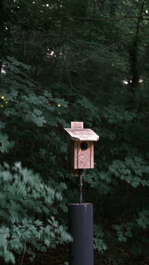 a birdhouse sits on a post between the forest and trees