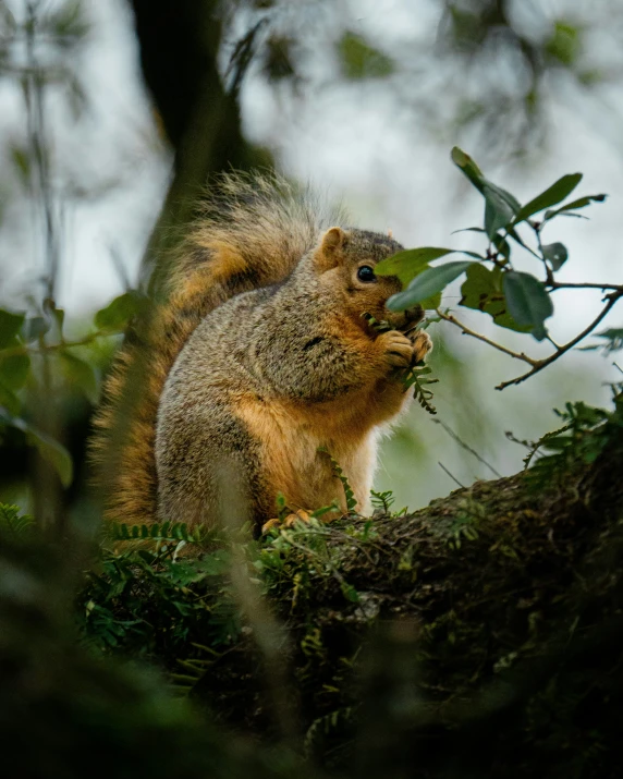 a close - up of a squirrel eating in the tree