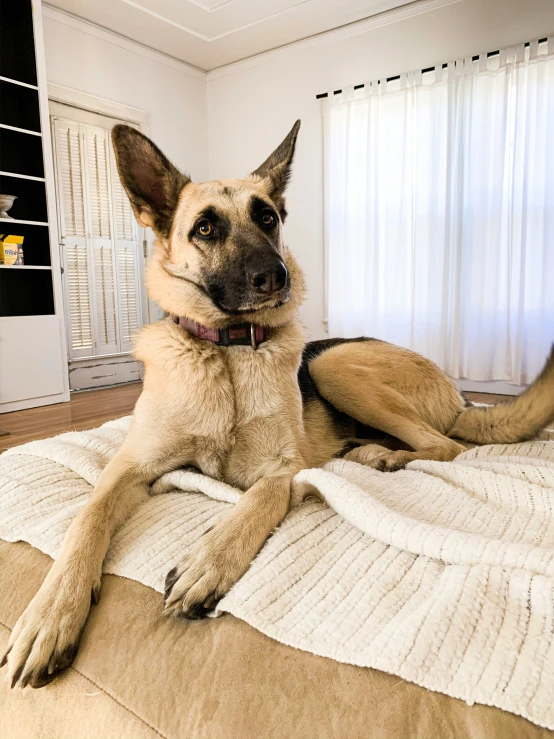 a big german shepard dog on the bed