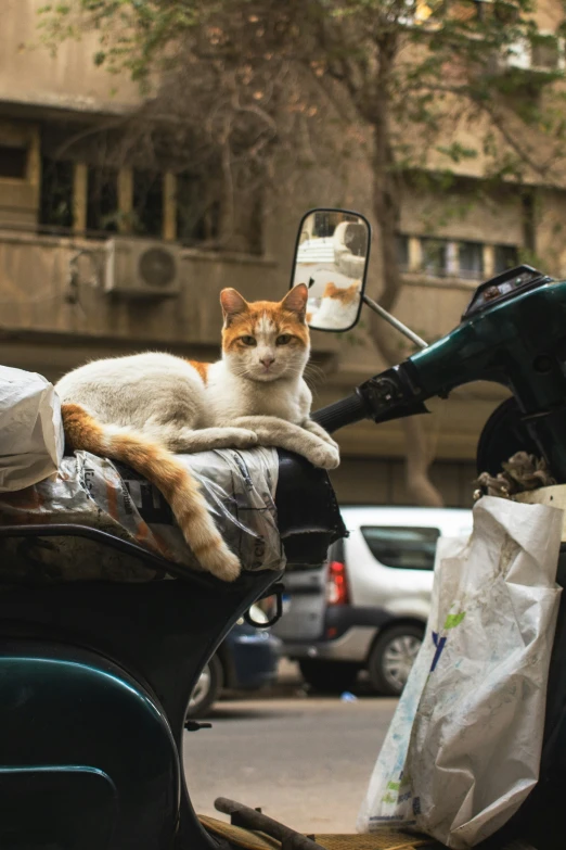 a cat laying on a motorcycle near the side of a road