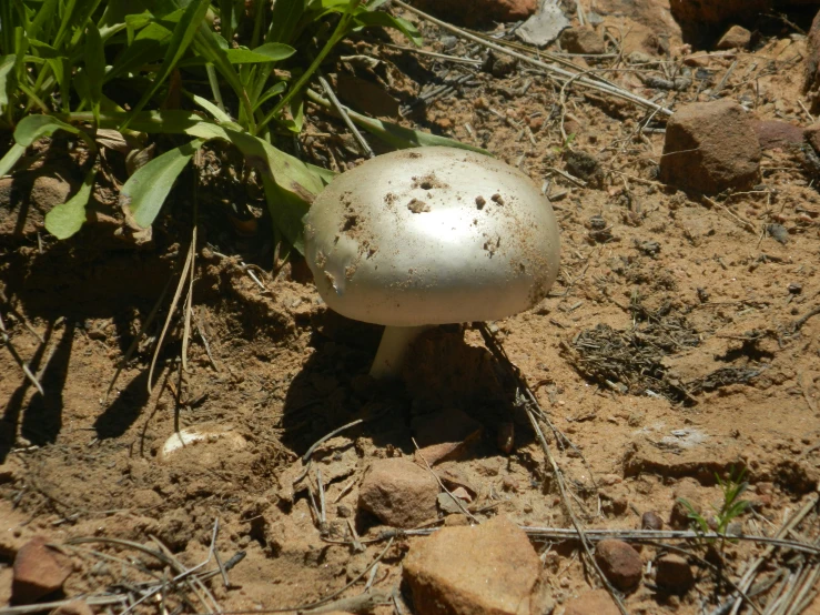 the small mushroom is growing in the dirt