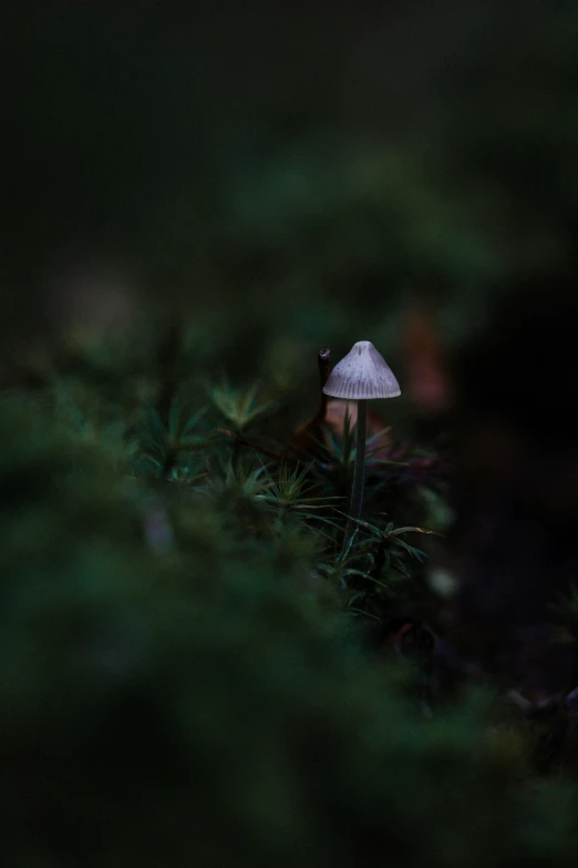 a small white mushroom on a mossy green surface