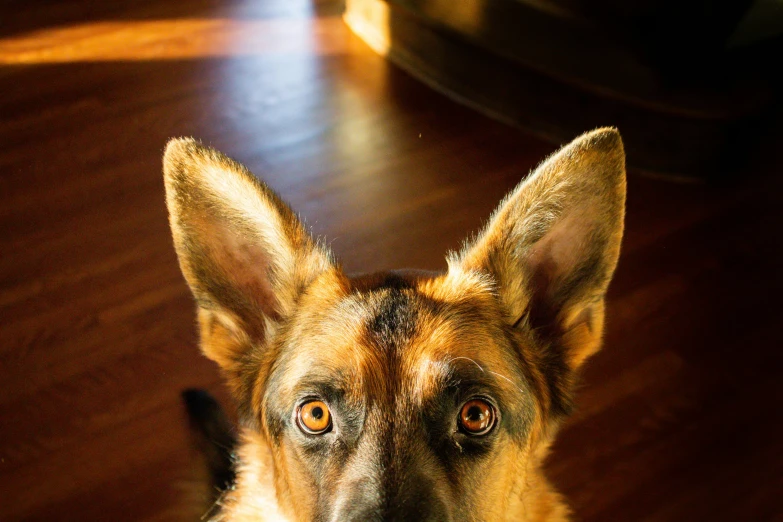 a dog that is sitting on a wooden floor