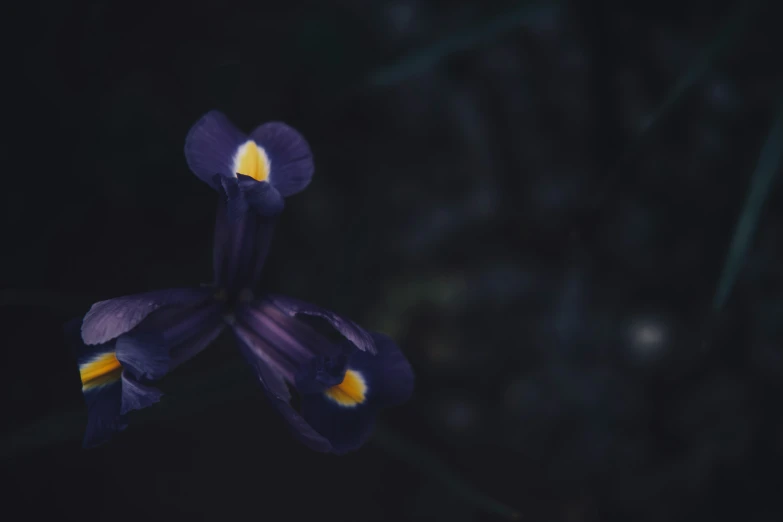 an image of flowers on dark background with focus on purple iris