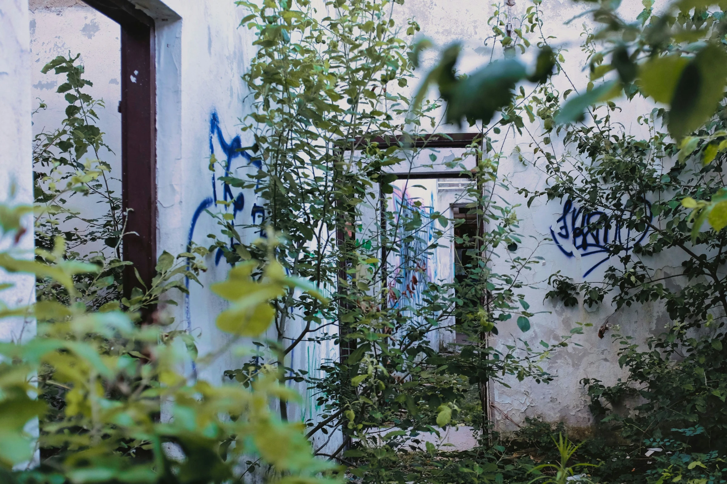 an overgrown building with graffiti on it, the door open