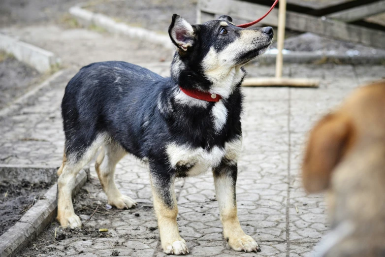 two dogs in the street on a leash