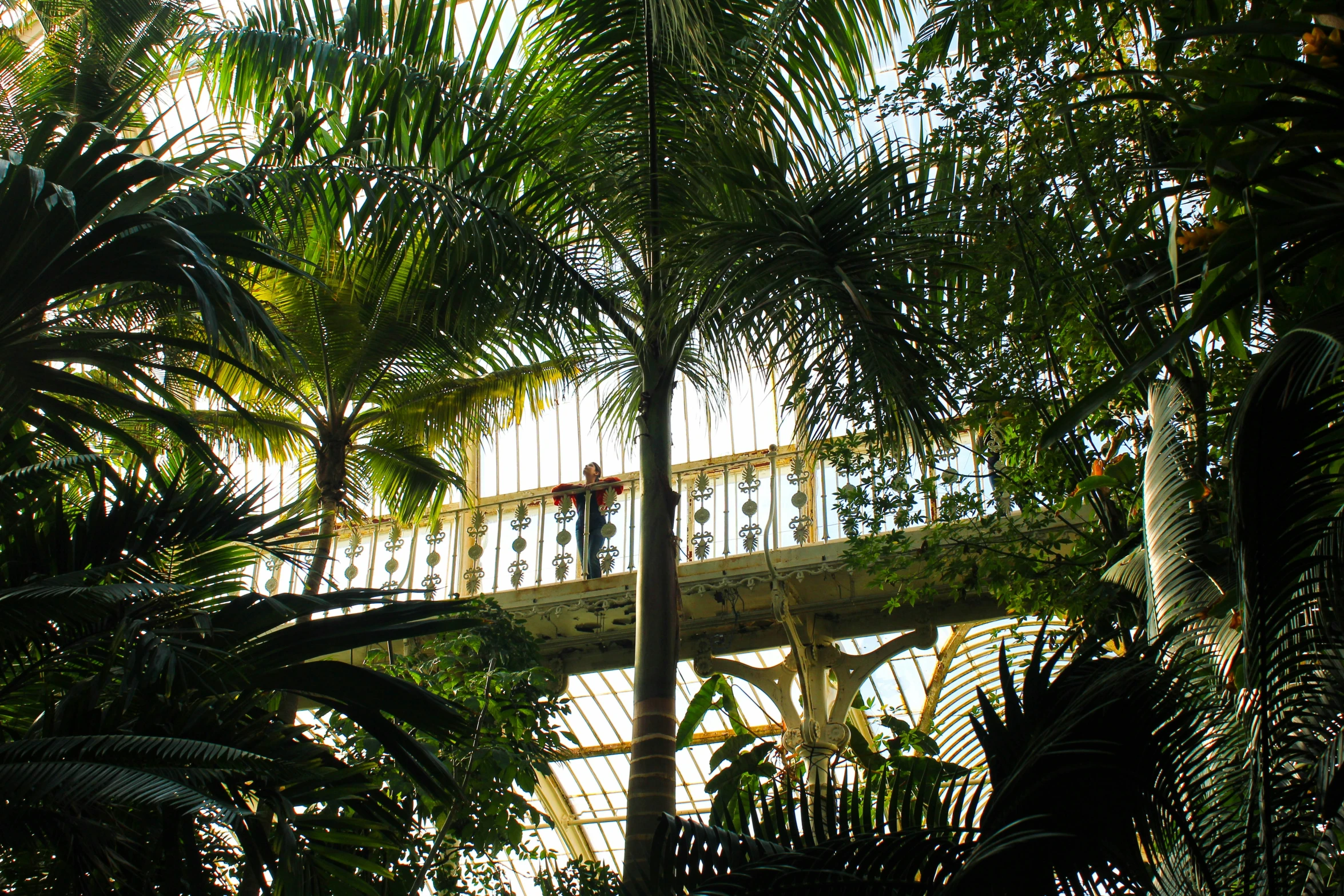 a bridge that is surrounded by green palm trees