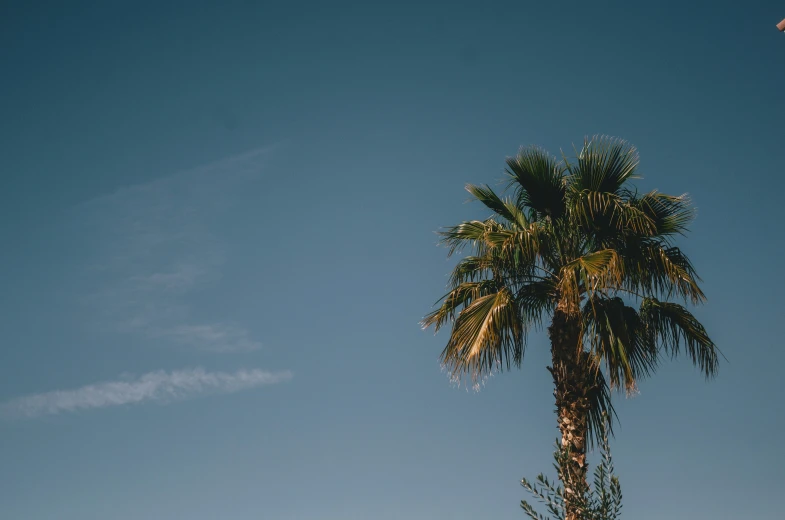 a palm tree stands against a clear blue sky