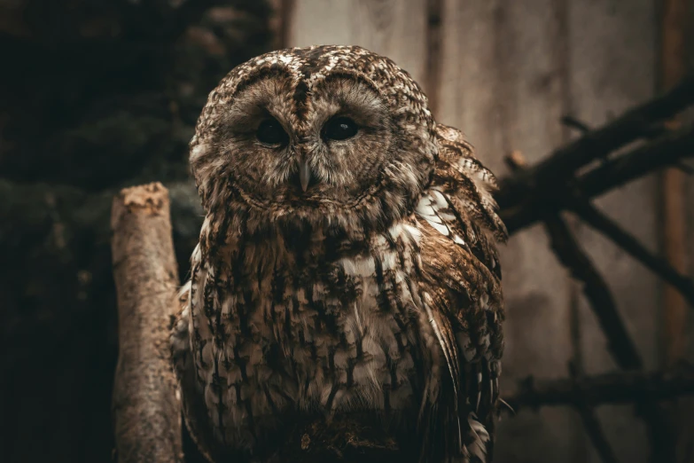 an owl with brown spots on its face sits on top of a nch