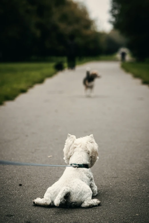 a little white dog sitting on the road