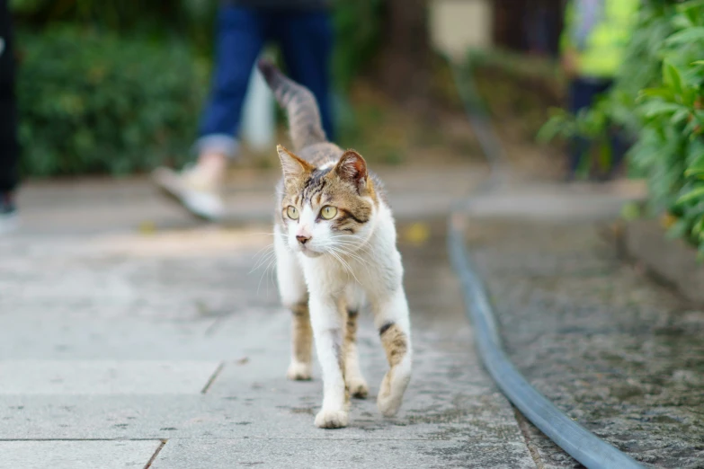 a cat walking on the pavement in front of some people