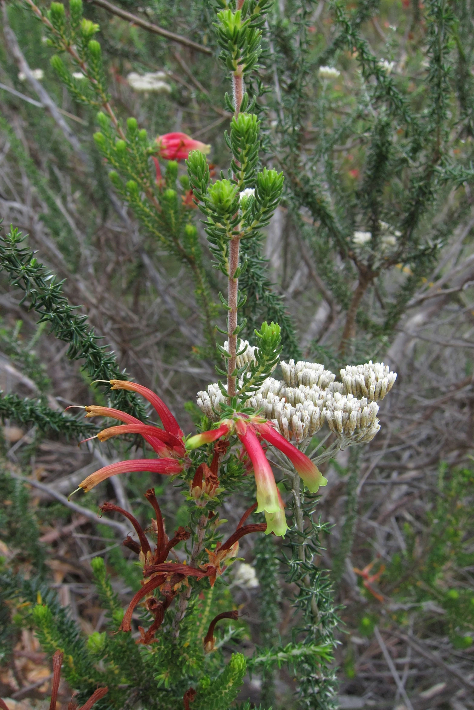 a tree with many small white flowers growing