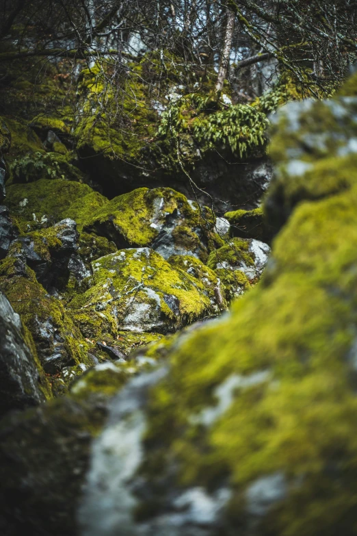 a bunch of moss on a large rock