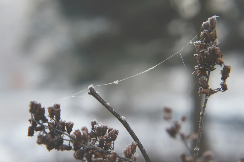 a nch with some small, little flowers hanging from it