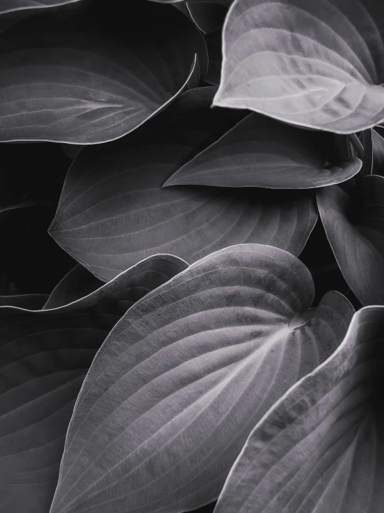 some very pretty leaves with large green leaves