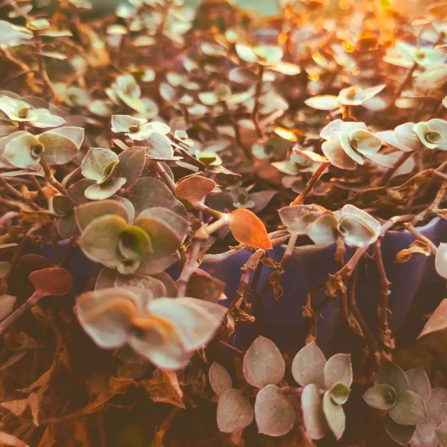 a field with very little flowers on it