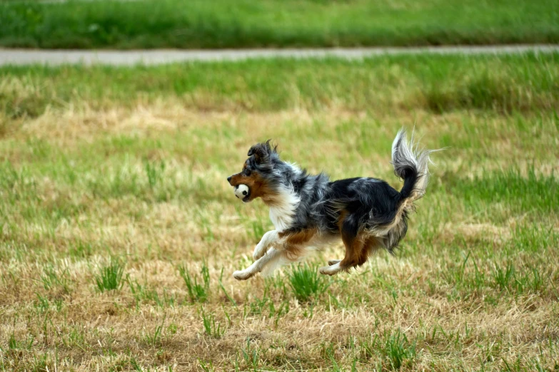 a black, brown and white dog is running in the grass