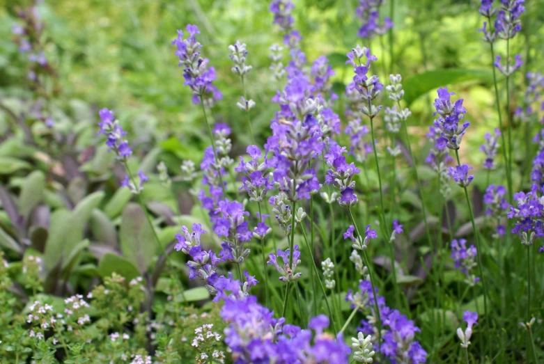 wild flowers are blooming in the forest