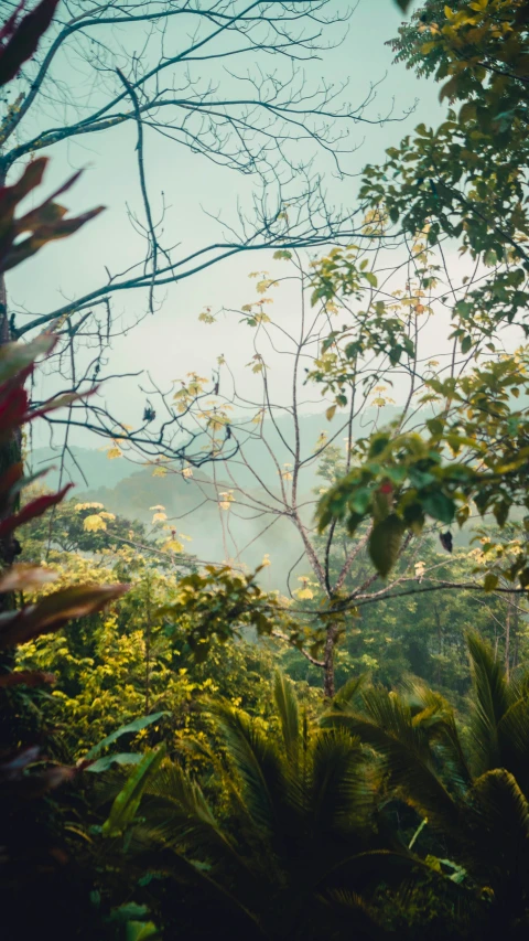 a tree in the foreground with an umbrella on top of it