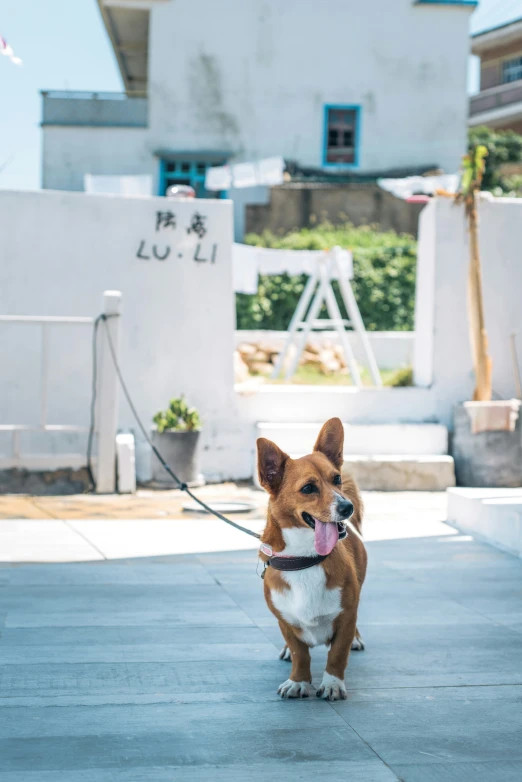 a dog walking on a leash in a public setting