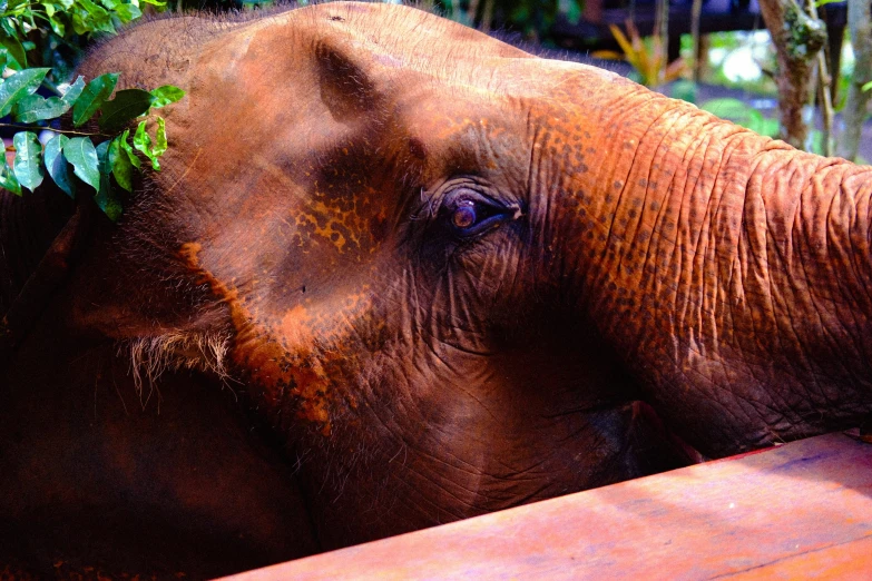 an elephant is lying down with leaves on his face