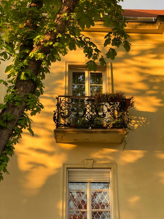 the sun shines through the trees onto a window