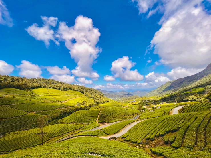 the lush green tea fields of this tea estate are dotted with lush greenery