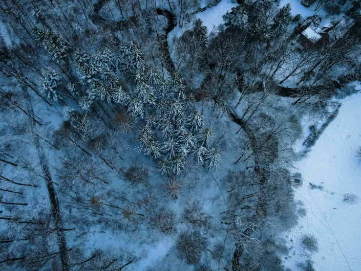 the top of trees and a snowy road