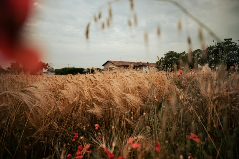 a red stop sign next to a field of brown grass