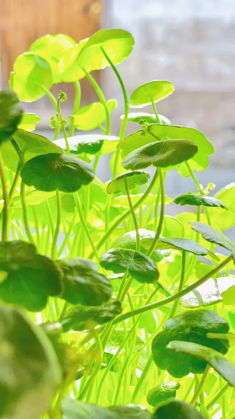 green plants growing together in front of a window