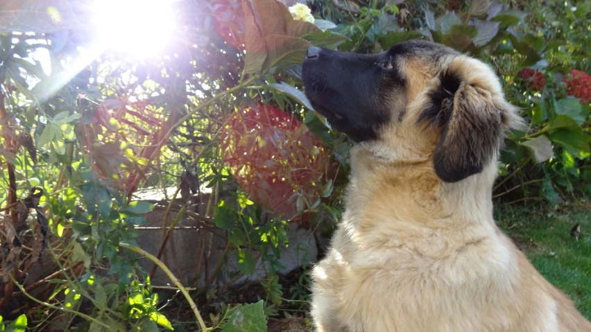 a dog with its head tilted away and eyes closed