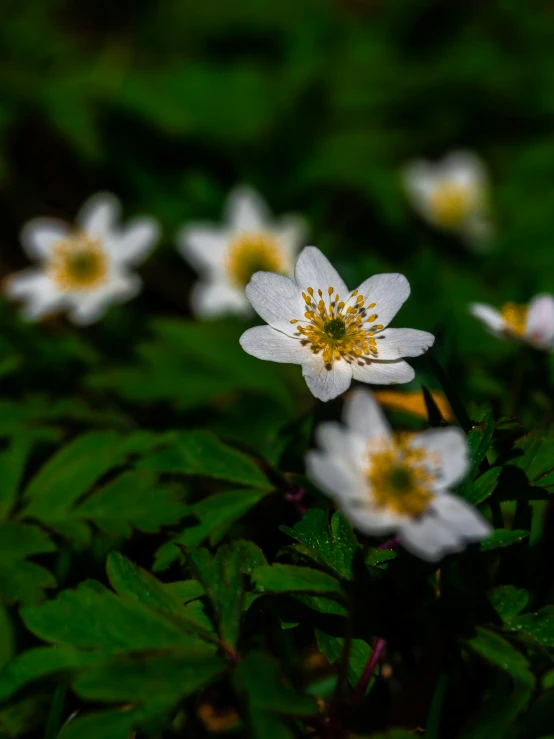 a group of white flowers with yellow centers