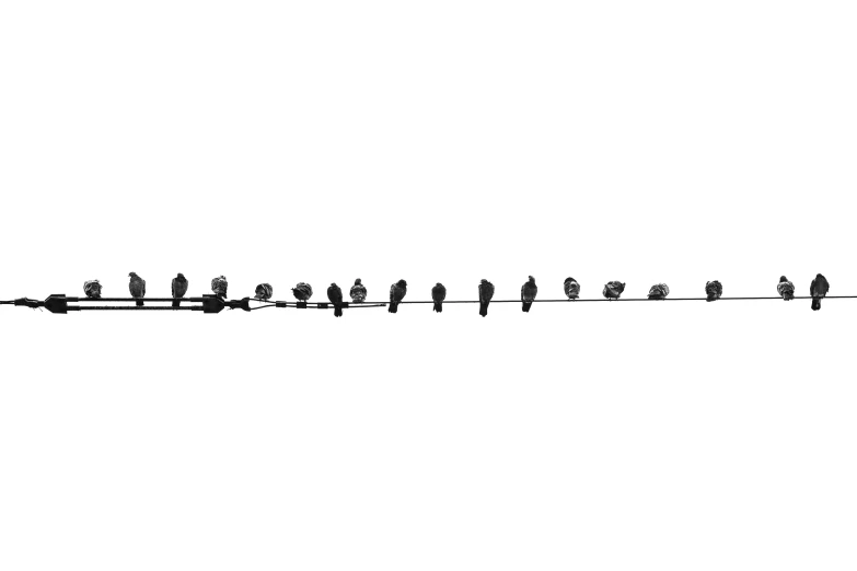 birds are silhouetted in the sky in a line