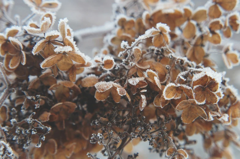 some yellow flowers and snow on them